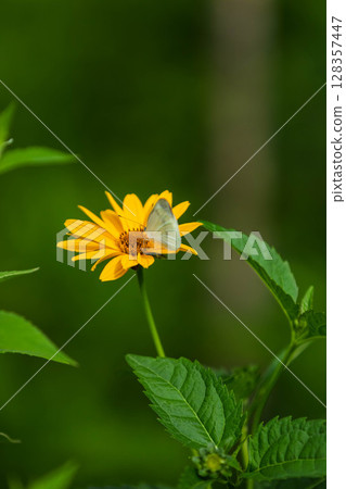 A cabbage white butterfly resting on a dwarf sunflower 128357447