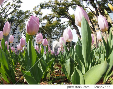 Pink tulips blooming in the tulip field 128357466