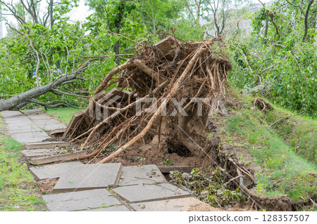 A large uprooted tree lies across a paved surface, its expansive root system torn from the ground 128357507