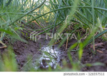 A row of green onions grows in moist soil, partially submerged in a rain-filled furrow. 128357511