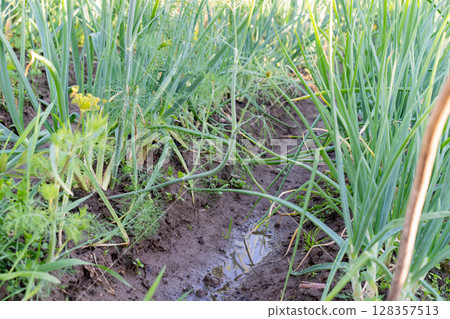 Green Onion Rows in Moist Soil. Garden Furrow After Rain 128357513