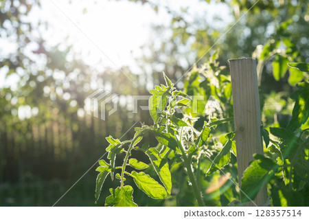 Tomato plant leaves glow in the backlight of setting sun, revealing intricate vein patterns. 128357514