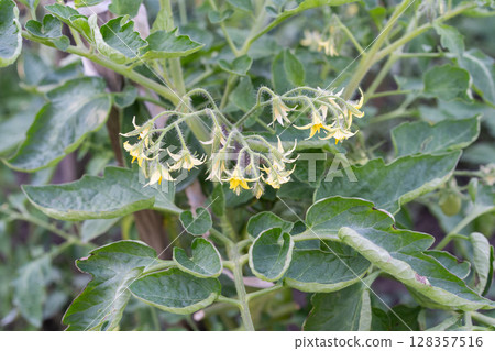 Clusters of yellow star-shaped flowers bloom on a tomato plant, nestled among broad green leaves. 128357516