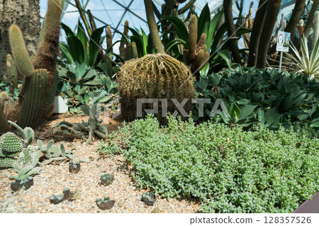 Flower Dome at Gardens by the Bay 128357526