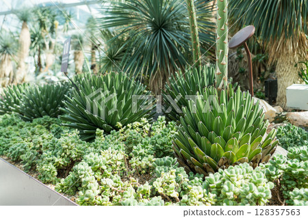 Flower Dome at Gardens by the Bay 128357563