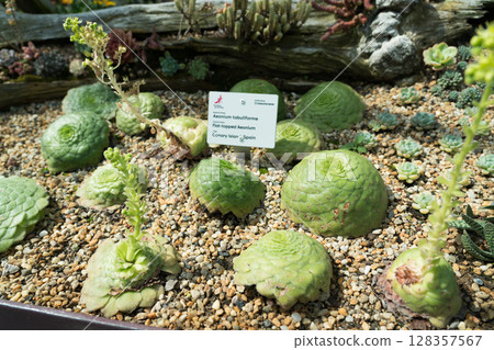 Flower Dome at Gardens by the Bay 128357567