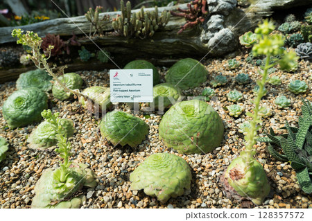 Flower Dome at Gardens by the Bay 128357572