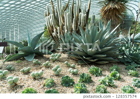 Flower Dome at Gardens by the Bay 128357574