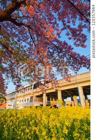 港北新城川町站的油菜花田和櫻花 128357664