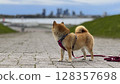 Adorable red Shiba Inu dog happily walking on lush green gras 128357698