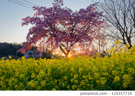 The rapeseed flower field and cherry blossoms at Kawamachi Station in Kohoku New Town in the morning sun 128357718