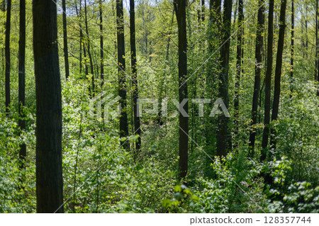 A spring park on a clear sunny day, fresh green foliage on black trunks and branches of trees, a background light illuminates the foliage 128357744