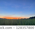 Rice field in the morning glow 128357800