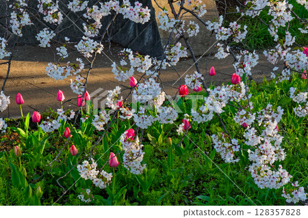 港北新城江川瀨流綠道沿途的清晨櫻花與鬱金香 128357828