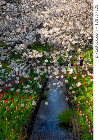 Morning cherry blossoms and tulips along the Egawa Seseragi Greenway in Kohoku New Town Morning cherry blossoms and tulips along the Egawa Seseragi Greenway in Kohoku New Town 128357829
