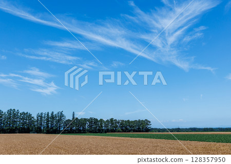 Wheat field and blue sky 128357950