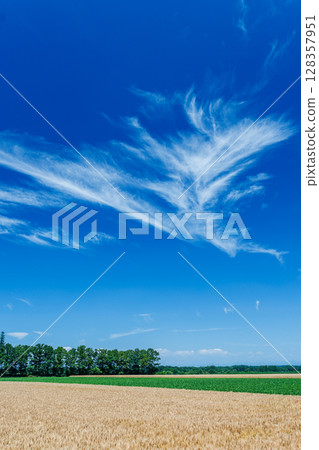 Wheat field and blue sky Wheat field and blue sky 128357951