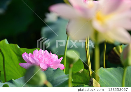 開花的蓮花 開花的蓮花 128358067