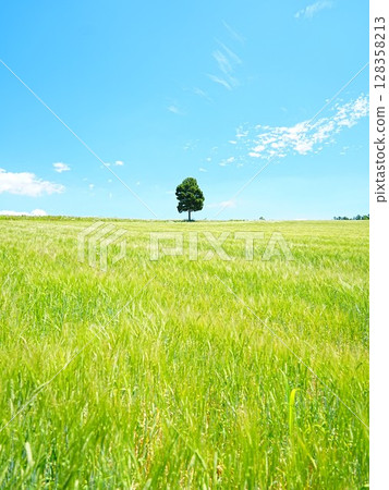 Spectacular view of Hokkaido: Rokugo Observatory, potato fields and pioneer trees 128358213