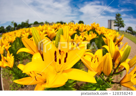 "Yuri no Sato Park" where lilies bloom 128358243