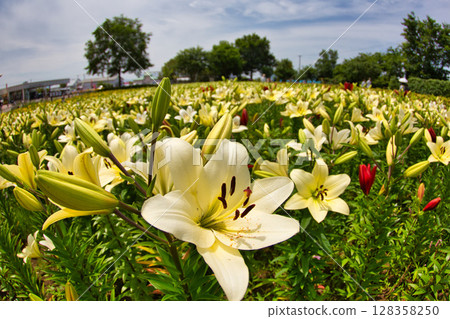 "Yuri no Sato Park" where lilies bloom 128358250