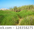 Green Landscape of Lavezzi Island, Corsica. This scenic image showcases the natural beauty of Lavezzi Island, located in the Strait of Bonifacio, Corsica. The landscape is covered in vibrant green 128358275