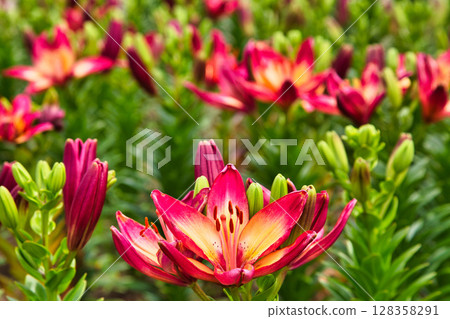 "Yuri no Sato Park" where lilies bloom "Yuri no Sato Park" where lilies bloom 128358291