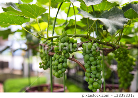 "Yuri no Sato Park" where lilies bloom 128358312