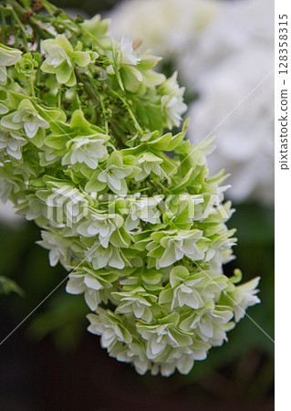 "Yuri no Sato Park" where lilies bloom "Yuri no Sato Park" where lilies bloom 128358315