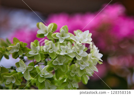 "Yuri no Sato Park" where lilies bloom "Yuri no Sato Park" where lilies bloom 128358316