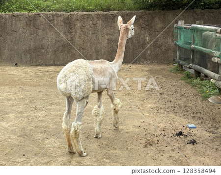 Hair shaved alpaca 128358494