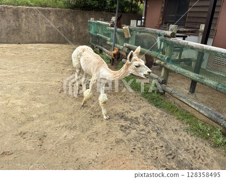 Front of a shorn alpaca 128358495