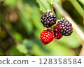 Summer sweet and sour fruit blackberry 128358584