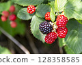 Summer sweet and sour fruit blackberry 128358585