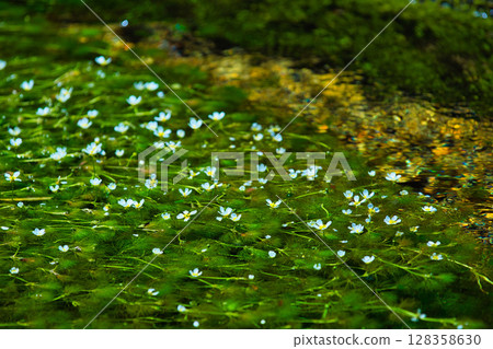 花朵如晨光白卡莫照亮的星星 花朵如晨光白卡莫照亮的星星 128358630