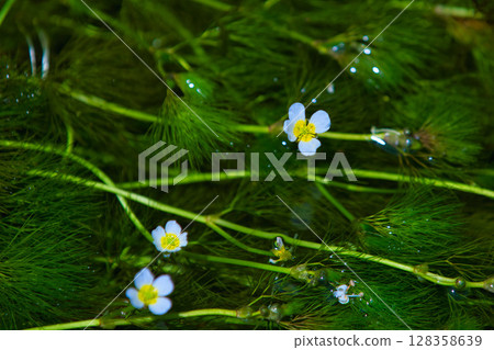 Flower like a star illuminated by the morning sun Baikamo 128358639