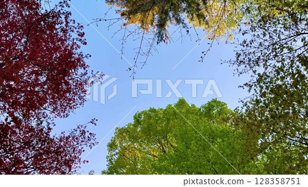 This video showcases the serene beauty of a lush forest with towering trees and vibrant leaves, inviting viewers to explore its tranquil atmosphere This video showcases the serene beauty of a lush forest with towering trees and vibrant leaves, inviting viewers to explore its tranquil atmosphere 128358751