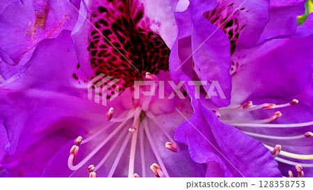 A stunning closeup image captures the vibrant purple rhododendron flowers, beautifully showcasing intricate details A stunning closeup image captures the vibrant purple rhododendron flowers, beautifully showcasing intricate details 128358753