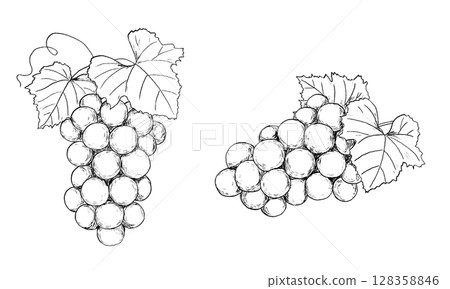 Hand-drawn pen drawing of grapes 128358846