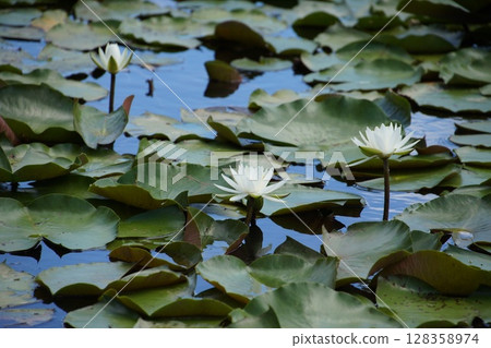 A pond with white water lilies 128358974