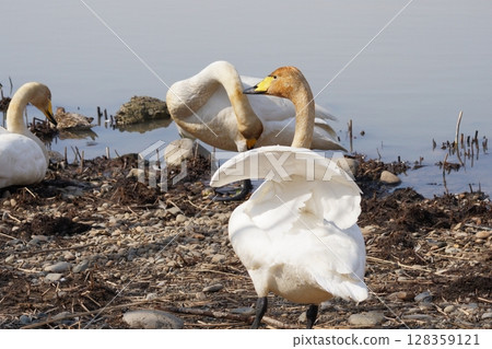 Swan with spread wings Swan with spread wings 128359121