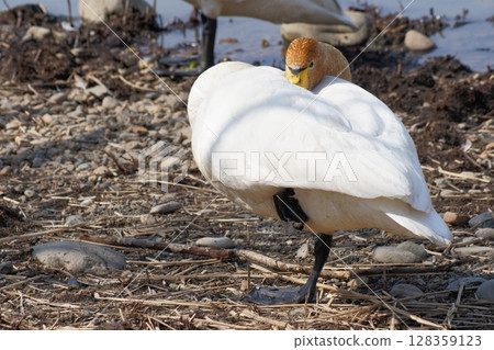 A swan visiting Hokkaido in spring rests with one leg raised A swan visiting Hokkaido in spring rests with one leg raised 128359123