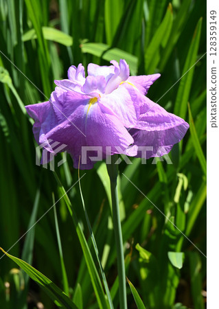 不知火/花菖蒲 128359149