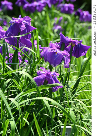 Spring in Mount Gizan: Iris flowers Spring in Mount Gizan: Iris flowers 128359173