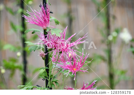 佐賀菊 128359178