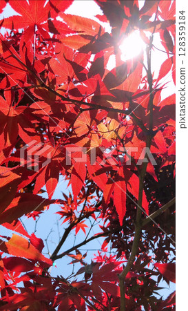 Under the autumn leaves 128359184