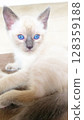 Mysterious blue-eyed kitten 128359188