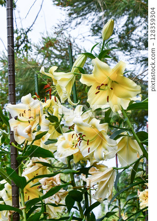 Lilium Concador (Oriental lily 'Concador' Lilium Concador (Oriental lily 'Concador' 128359304