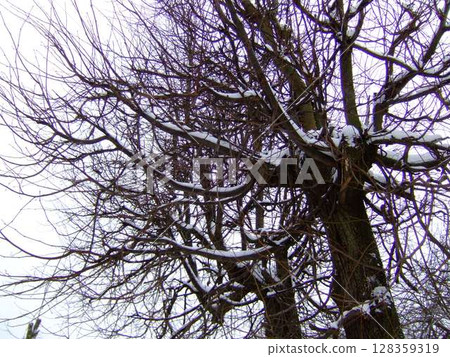 A group of bare trees showcases intricate branches dusted with snow, creating a serene winter atmosphere against a cloudy sky. Nature exhibits its quiet beauty in this tranquil scene. 128359319