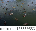 A group of ducks gracefully glides across a calm lake, creating gentle ripples in the water. The atmosphere is peaceful with a bright blue sky above. 128359333